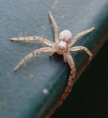 Réf. 244 834 : Philodromus sp.